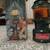 Avon Coleman Lantern bottle 3 thumbnail