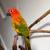 Red Factor Sun Conure- Female 1 thumbnail