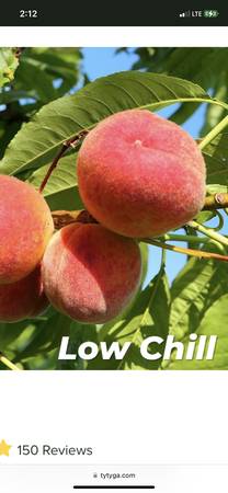 Peach trees , Florida varieties 1