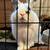 Netherland Dwarf Male Rabbit 5 thumbnail