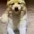 PURE BREED SIBERIAN HUSKIES 3 thumbnail