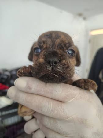 Frenchies (Lancaster)63829609476353120