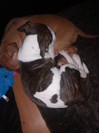 8 Week old female staffy- XL bully puppys (petaluma)64045596750594121
