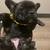 French Bully pups (Boy/Girl) 3 thumbnail