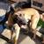 Belgian malinois 4 thumbnail