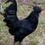 Ayam Cemani Laying Hens (laying now) 6 thumbnail