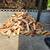 Firewood for college tuition 5 thumbnail