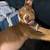 American Bullies Louis V x Zullou 5 thumbnail