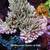 Coral SPS Frags & Mini Colonies - WYSIWYG - Acros, Montis !! 15 thumbnail