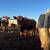 Beef cows 7 thumbnail