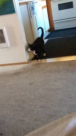 Lost Black and white cat with red collar (Gresham)64283112238339120