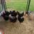 Chickens 6 thumbnail