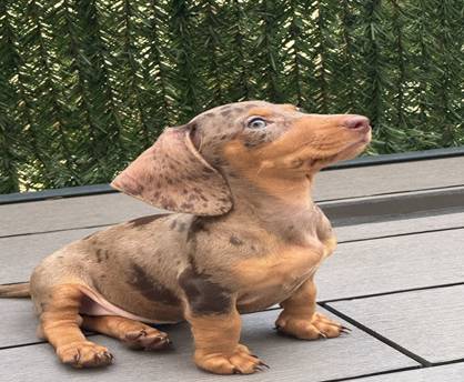 dachshunds readyhome (702 885-zero582)64034504612353120