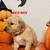 Golden Retriever 2 thumbnail