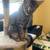 Male Tabby Cat Needs New Home 10 thumbnail