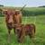 100% Highland Bull Calf 1 thumbnail