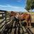 Ranch Gelding Lease 1 thumbnail