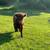 Scottish Highland Cattle 4 thumbnail
