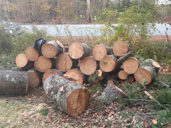 Free pine rounds 1
