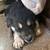 Adoption of husky/border collie pups 4 thumbnail