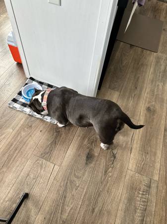 Micro Bully (Mount Carmel)63682421884033122