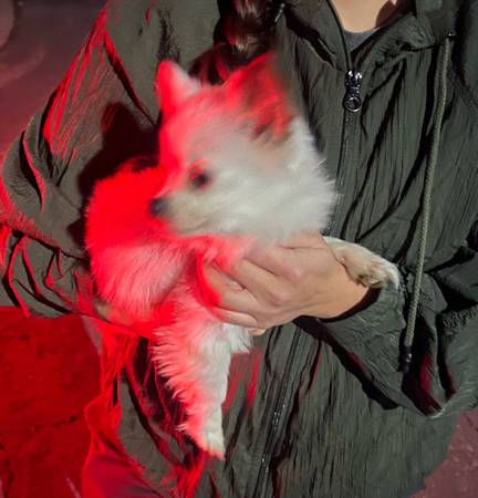 Small white dog found near 37th St 1