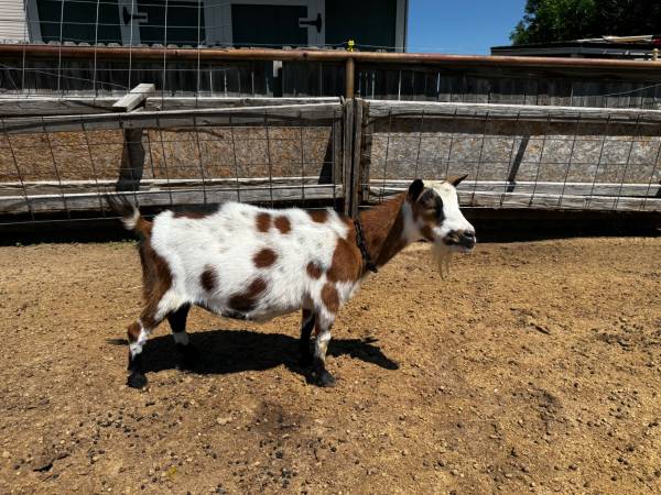 NIGERIAN DWARF DOES JULY 4TH SALE!! 1