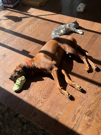 6 yr old Redbone Coonhound (newfoundland)64415530928899121