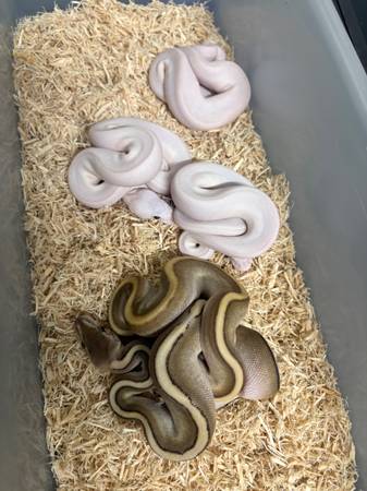 Blue Eyed Lucy Bell Ball Pythons (Chesapeake)63882831480065121