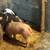 Piglets for sale 3 thumbnail