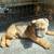 Puppies (German Shepard Mix) 4 thumbnail