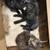 Rehome Kittens 4 thumbnail