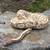 Rehoming ball python 1 thumbnail