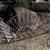 `Yard Art and More 18 thumbnail