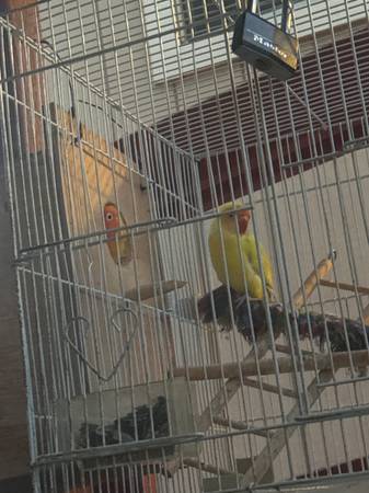 Pájaro y jaula (centro de San José)63696398284419124