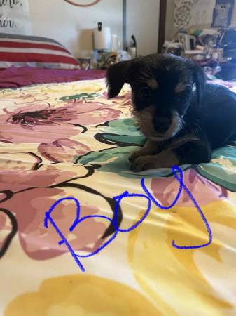 Maltese chihuahua mixed puppies (Crandall)63937540066179121