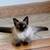 Kitten for sale 2 thumbnail