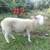 Dairy ewe lambs 6 thumbnail