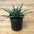 One Cactus, Two Cacti, Three Cacti, More! (Other Succulents Too!) 12 thumbnail