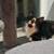 2 kitten sisters rehoming 8 weeks spayed, vaccinated & chipped 2 thumbnail