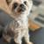 $35.00/Night Dog Boarding - Cozy Stays & Belly Rubs! 9 thumbnail