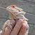 Female bearded dragon 5 thumbnail
