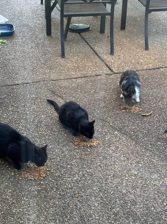 Cats (Memphis)63416265342723124