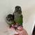2 Green Cheek Conures without cage - $700 for both bird 3 thumbnail