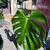 Monstera plants 4 thumbnail