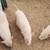 Potbelly piglets 2 thumbnail
