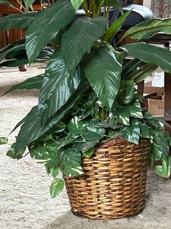 Peace Lily Plant Artificial 45” tall 1