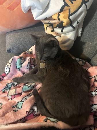 Lost Grey Cat - $500 REWARD 1
