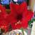 Amaryllis Red Lion Flowering House Plant 5 thumbnail