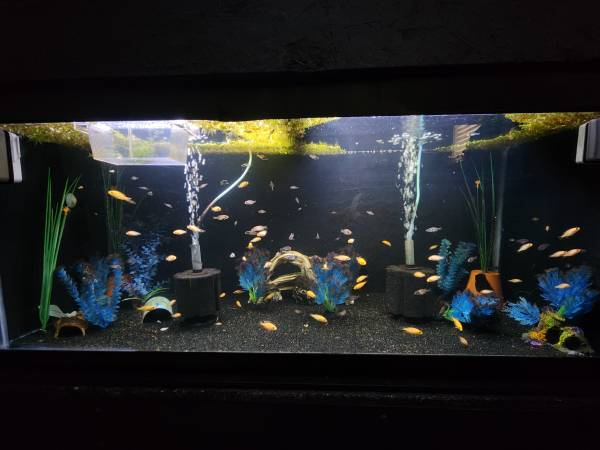 African Cichlids (Dragon blood Peacock)63414668328449121